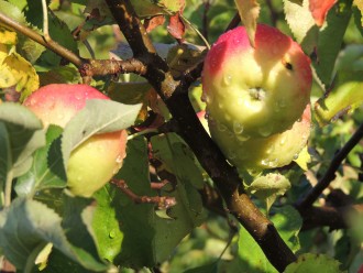 Apples